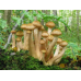 Мицелий Опенка осеннего / Опенок настоящий (Armillaria mellea) Мицелий Опенка осеннего / Опенок настоящий (Armillaria mellea)